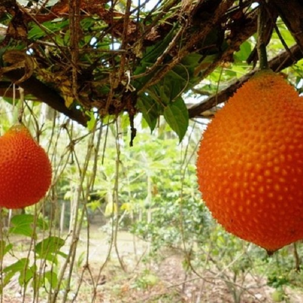 Cây con giống cần phải là cây khỏe mạnh không sâu bệnh