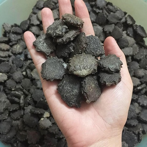 Cách trồng cây gấc thì đơn giản, nhưng chăm sóc và phòng trừ sâu bệnh cũng rất khó