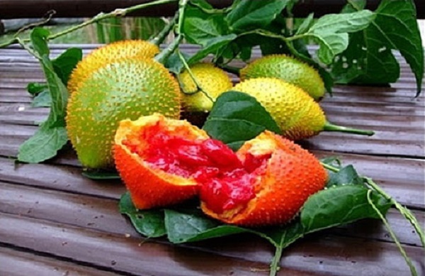 Thiết kế giàn hay làm giậu sao cho hướng gió đi vào giữa hai giậu gấc