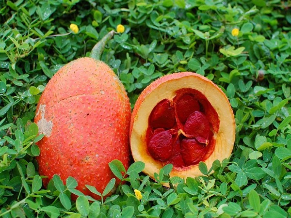 Chăm sóc cho cây sau khi hoàn thiện sẽ giúp cho cây trồng của bạn phát triển nhanh chóng