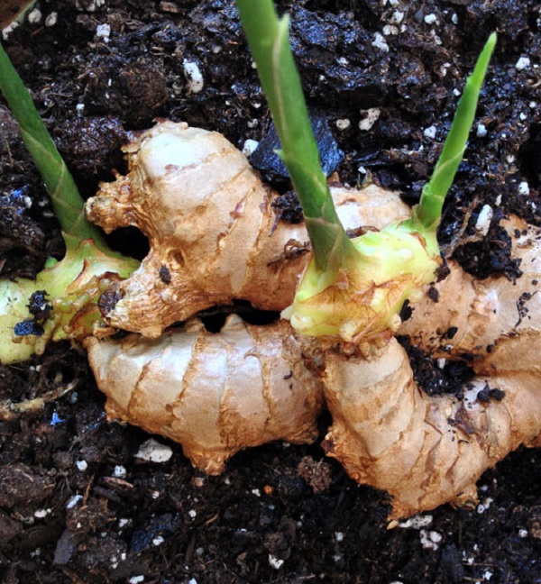 Phòng trừ 3 loại bệnh cho gừng bằng các loại thuốc phù hợp sẽ giúp gừng sinh trưởng tốt