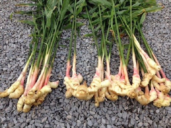 Bảo quản để nơi thoáng mát, khô ráo, để giống cho vụ sau