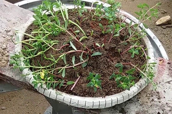 Cắt tỉa cho cây hoa mười giờ giúp hoa nở đều và đẹp