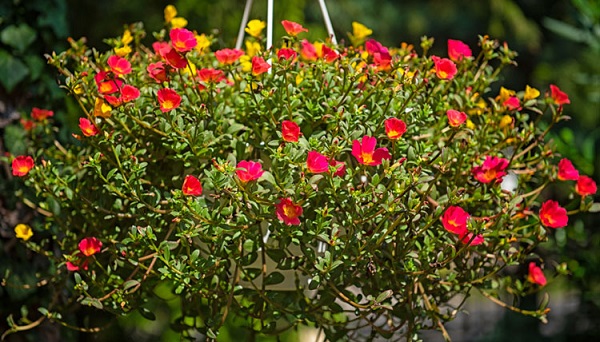 Hoa mười giờ được nhiều người ưa chuộng bởi vẻ đẹp cuốn hút của nó mang lại