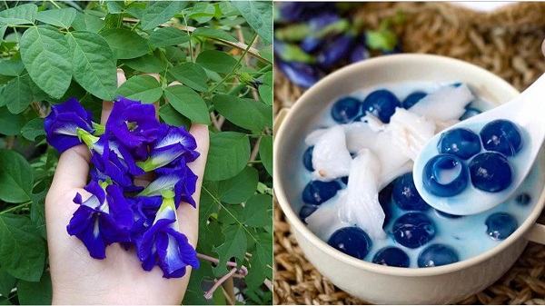 Hoa đậu biếc vừa có thể chế biển thành món ăn vừa được dùng dể trang trí nhà