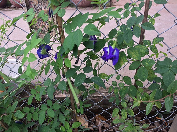 Cây hoa đậu biếc khá dễ trồng nên không mất nhiều công sức