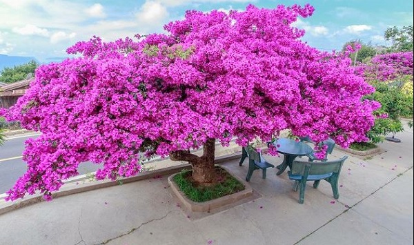 Cây hoa giấy cũng được trồng nhiều ở công viên để trang trí đẹp mắt