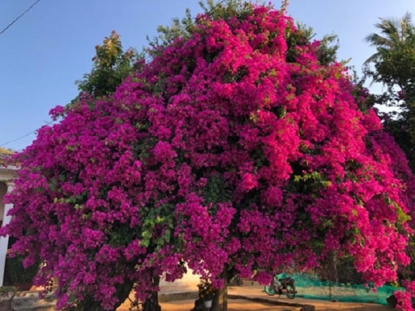 Chăm sóc cây hoa giấy một cách hợp lí cây sẽ cho hoa đẹp và dày