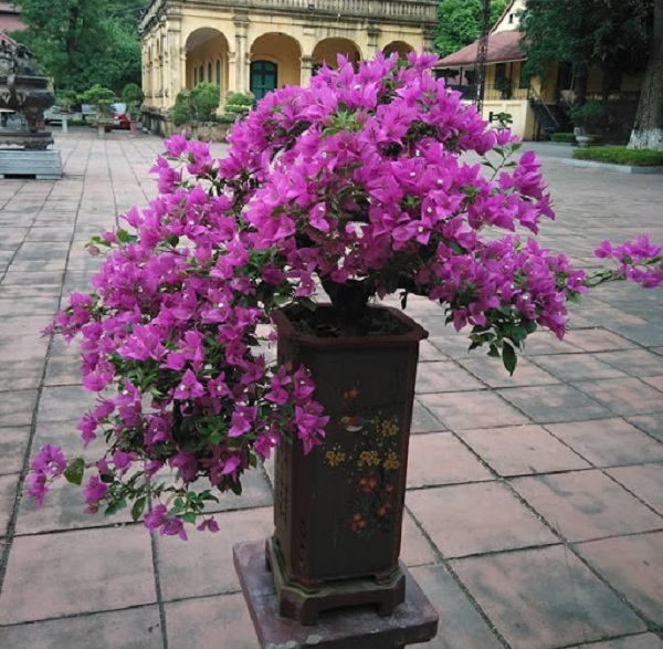 Hoa của cây hoa giấy được ví như một người con gái đẹp nhưng lại dễ bị tổn thương