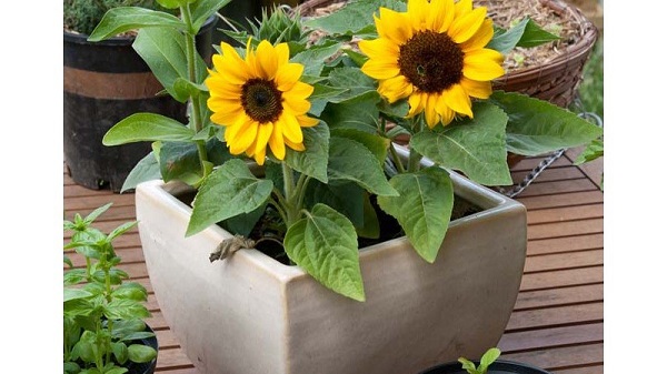 Cách trồng hướng dương cũng khá đơn giản