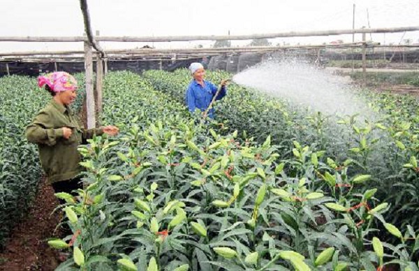 Tưới nước cho cây phù hợp theo từng chu kì sẽ giúp cây phát triển mạnh hơn