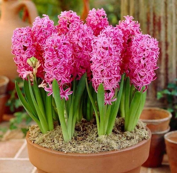 Cây hoa Tiên Ông mang màu sắc rực rỡ với hi vọng một năm mới may mắn thuận lợi