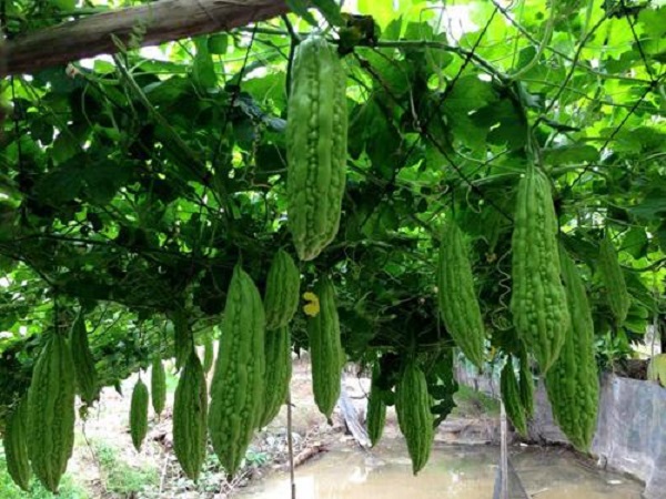 Khổ qua không kén đất nhưng với yêu cầu đất phải tơi xốp, thoáng khí