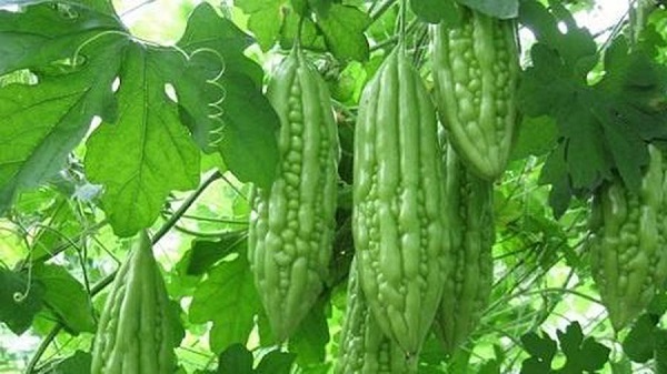 Nếu thấy cây phát triển chậm có thể xịt thêm phân bón lá vi sinh theo sự hướng dẫn ghi trên bao bì