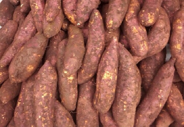 Cách trồng khoai lang khá đơn giản mà ai cũng có thể làm được