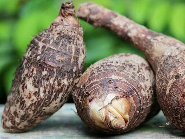 Không nên tưới ngập mặt luống vì dễ làm chết cây