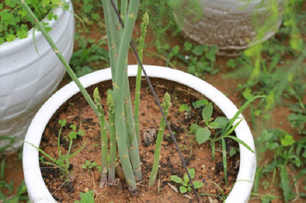 Có thể kết hợp trồng thêm các loại cây khác để che chắn giông gió, không để cây bị ngã, gẫy