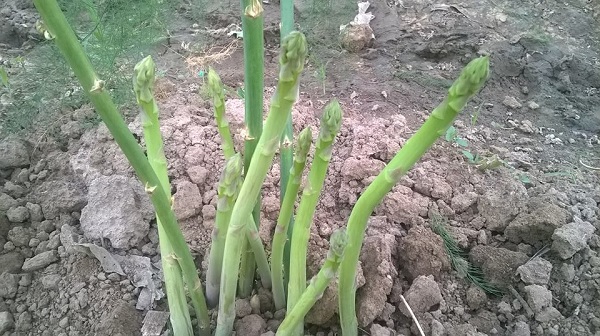 Cần theo dõi cây trồng thường xuyên để nếu có cây bị hư hỏng thì phải kịp thời tiến hành trồng bổ sung