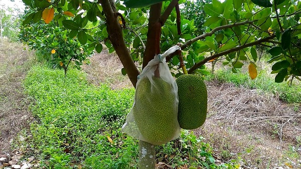 Chọn giống mít tốt nhất để trồng sẽ cho ra cây mít thơm ngon hấp dẫn