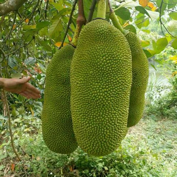 Thu hoạch mít không nên để quá già hoặc quá non sẽ mất vị ngon của mít