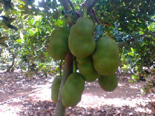 Làm đất trồng tốt thì cây sẽ phát triển tốt