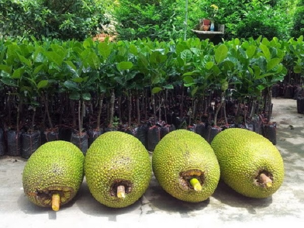 Cây mít là loại cây khá quen thuộc đối với người Việt Nam