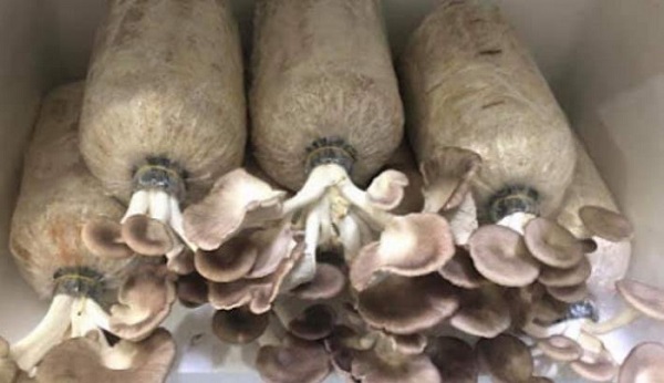 Muốn trồng nấm bào ngư thì việc lựa chọn phôi nấm đóng vai trò rất quan trọng