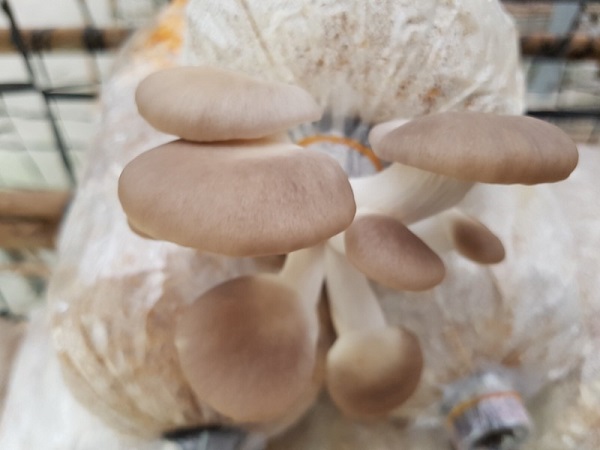 Nhiệt độ, độ ẩm và ánh sáng đóng vai trò quan trọng với cây nấm bào ngư