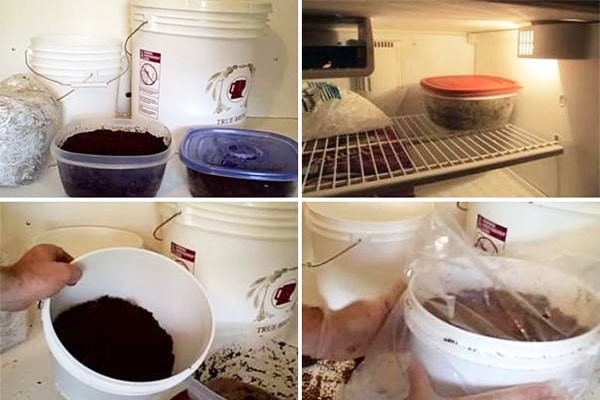 Bạn có thể dùng nhiều vật liệu khác nhau để trồng nấm kim châm