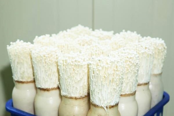 Nơi trồng nấm kim châm cần đảm bảo có độ ẩm phù hợp