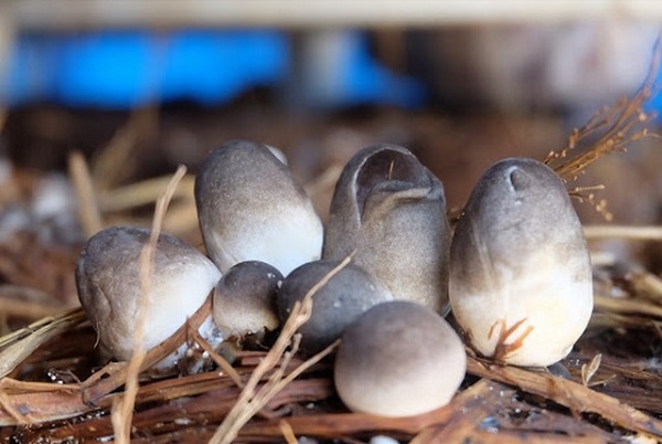 Rơm rạ là vật liệu trồng nấm rơm thích hợp nhất