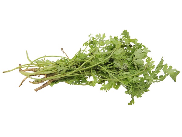 Ngò rí có thể trồng trên ruộng hoặc trên líp