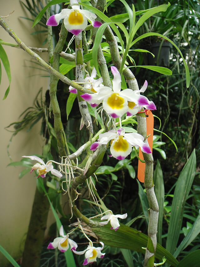 Việc ghép lan vào thân gỗ không quá phức tạp