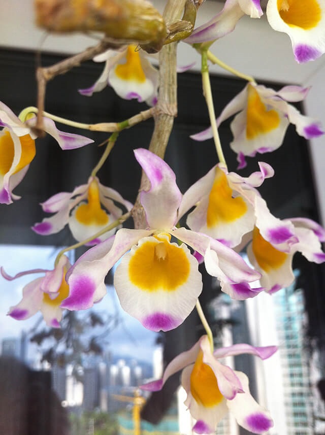 Câu ngọc thạch 3 màu có thể trồng vào chậu hoặc ghép vào thân gỗ