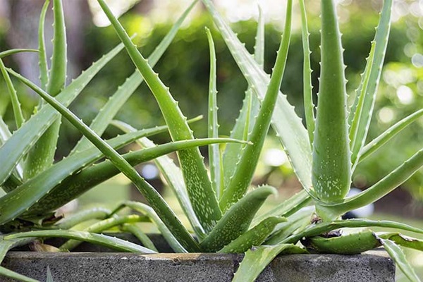 Cách trồng nha đam không quá khó nên chỉ mất bài bước để thực hiện