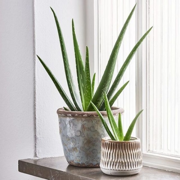 Cây nha đam có khả năng chịu nắng hạn khá tốt