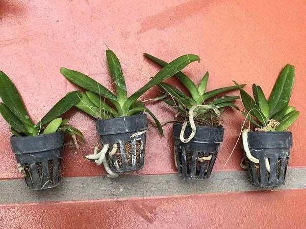 Ngọn cây cần hướng ra nơi có ánh sáng mặt trời để quang hợp dễ dàng