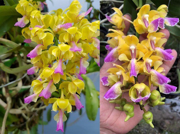 Hoa lan hoàng nhạn có đặc điểm bên ngoài rất dễ để nhận diện