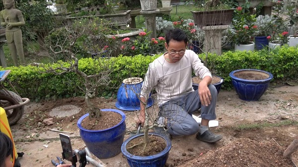 Dinh dưỡng đối với sự phát triển của cây Nhất Chi Mai là điều rất quan trọng