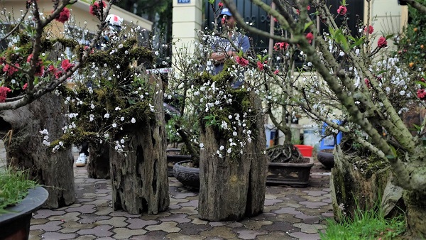 Cắt tỉa thường xuyên giúp cây khỏe mạnh và hạn chế sâu bệnh