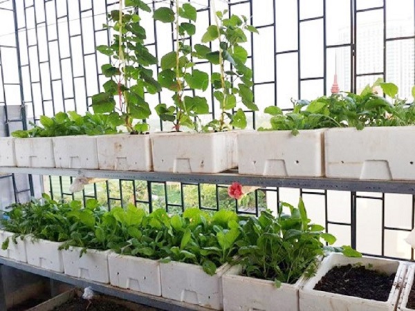 Nho rất ưa ánh sáng nên bạn có thể trồng ở những nơi có điều kiện ánh sáng tốt để cây phát triển