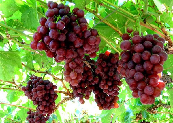 Sử dụng nho thường xuyên sẽ giúp con người trẻ lâu, hạn chế việc hình thành nếp nhăn