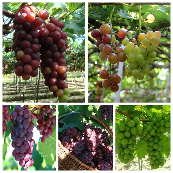 Đây là khâu quan trọng nhất khi trồng nho