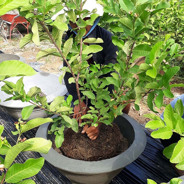 Để ý chăm sóc cây ổi đúng cách cây sẽ sinh trưởng và phát triển tốt