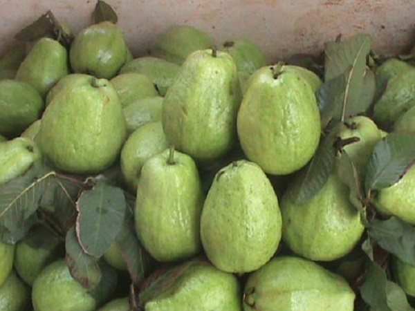 Đất trồng ổi Đài Loan không cần quá cầu kì chỉ cần đất tơi xốp