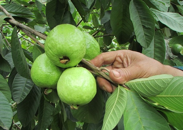 Nên loại bỏ các cành yếu giữ lại những cành khỏe mạnh để giúp cây tập trung nuôi cành khỏe mạnh