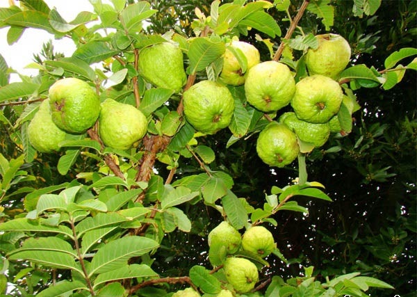 Ổi Đài Loan là một giống ổi mới du nhập vào nước ta vài năm gần đây