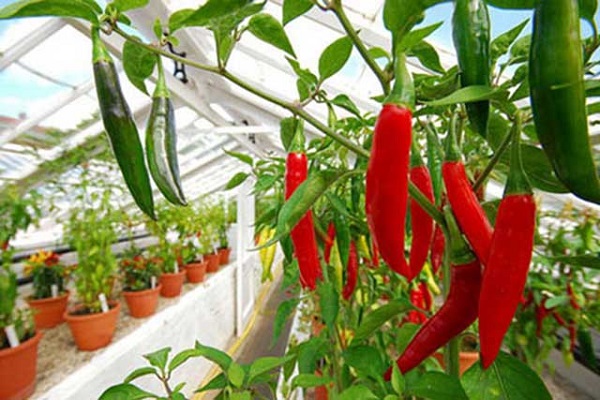 Chăm sóc cây cẩn thận cây sẽ cho rất nhiều quả