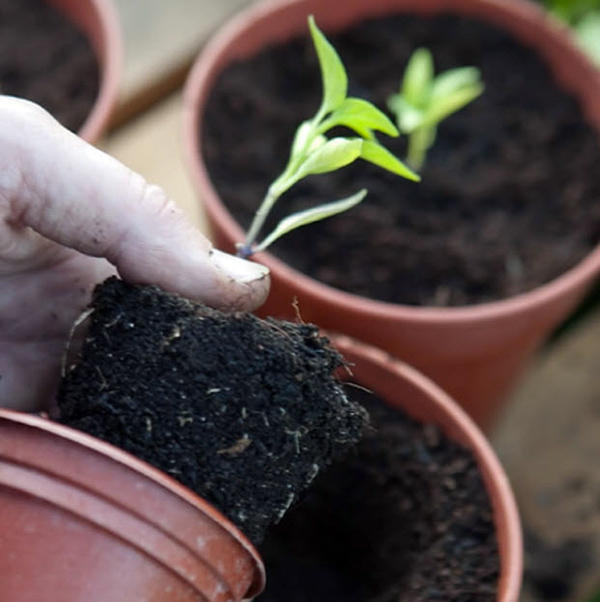 Cây ớt non cao khoảng 15cm là có thể đem trồng ra bên ngoài