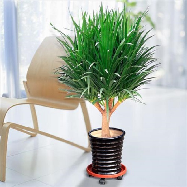 Bạn nên kiểm tra cây thường xuyên để phát hiện bệnh và xử lý kịp thời